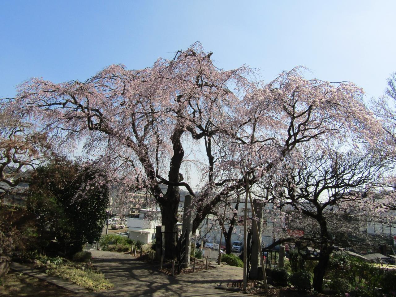 西林寺の枝垂れ桜が満開ー横浜市泉区岡津町 ドクターキムルのささやか毎日